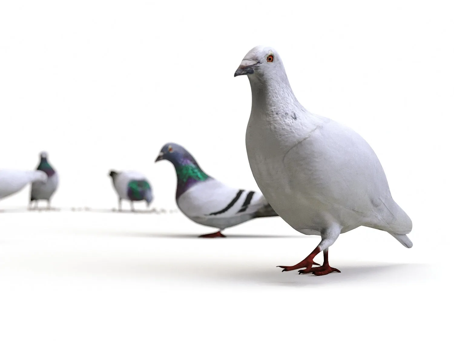 Ground Pigeons Set
