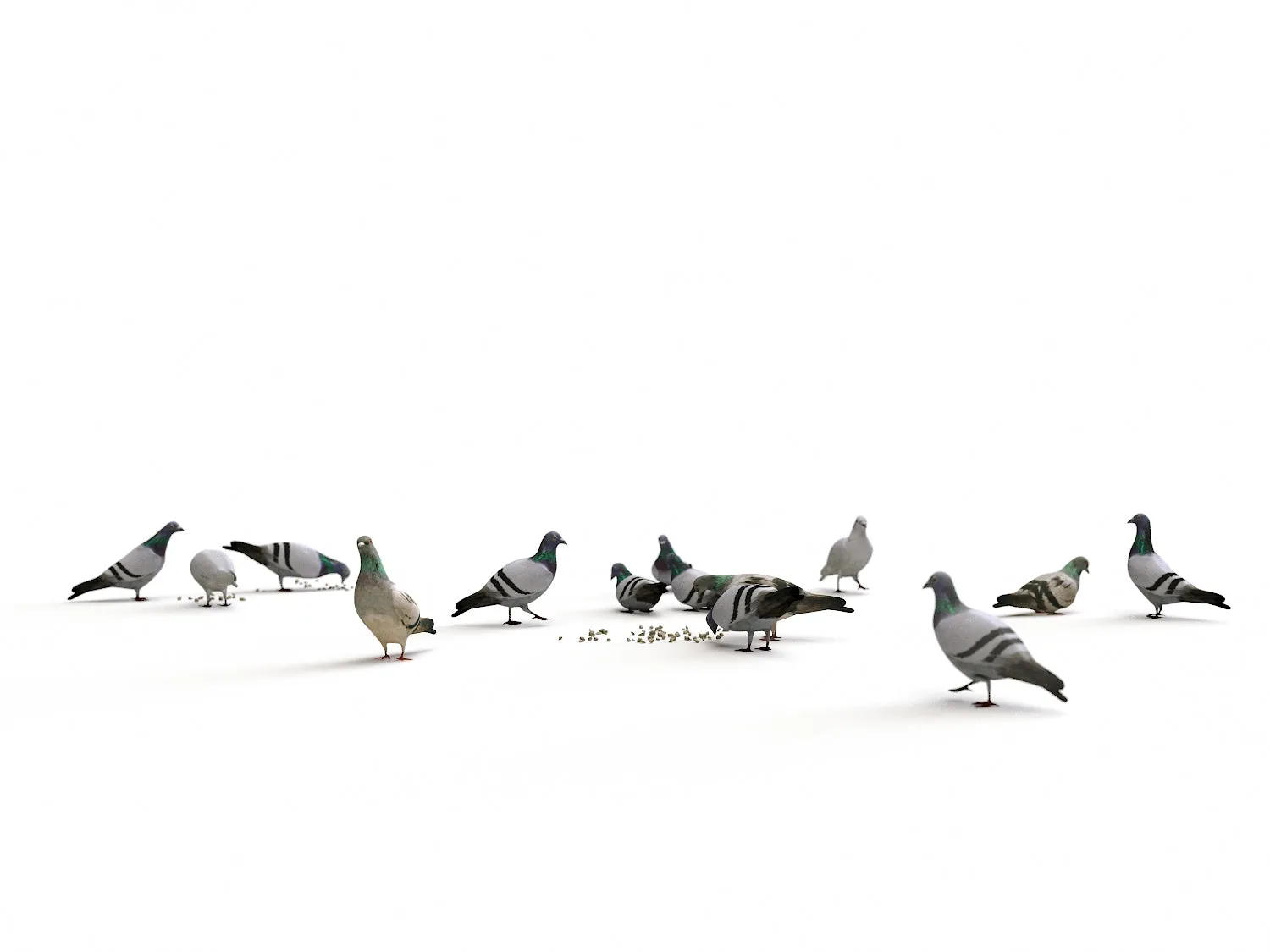 Ground Pigeons Set