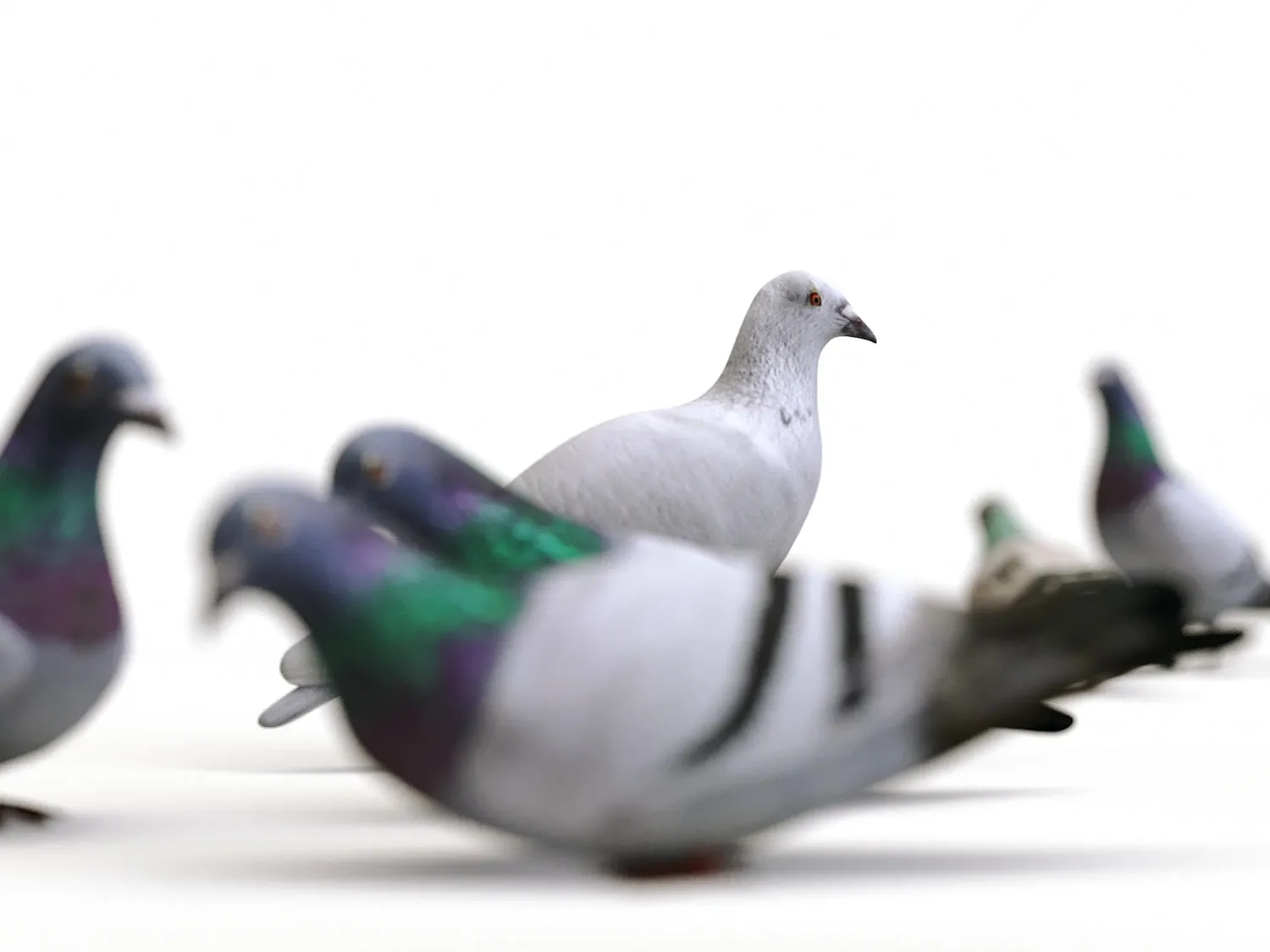 Ground Pigeons Set