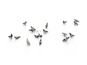 Ground Pigeons Set