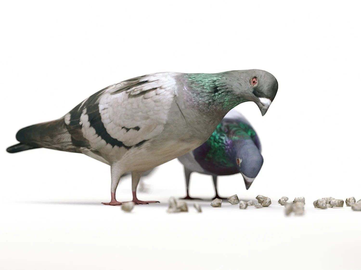 Ground Pigeons Set
