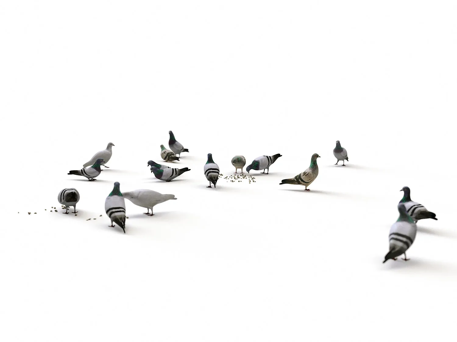 Ground Pigeons Set